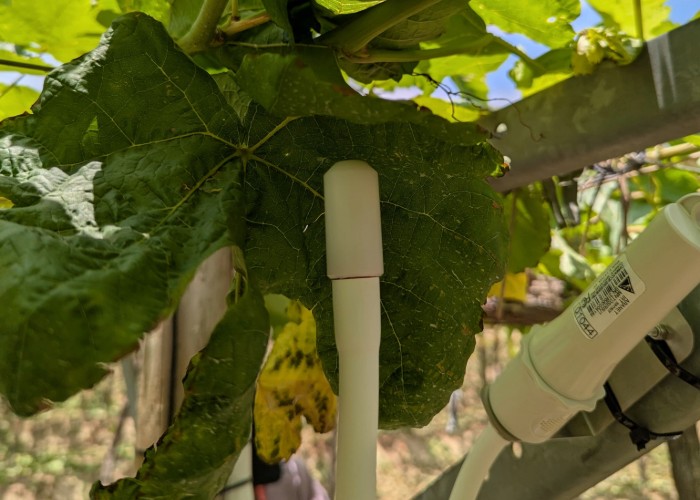 Aranet_Agricultura_8