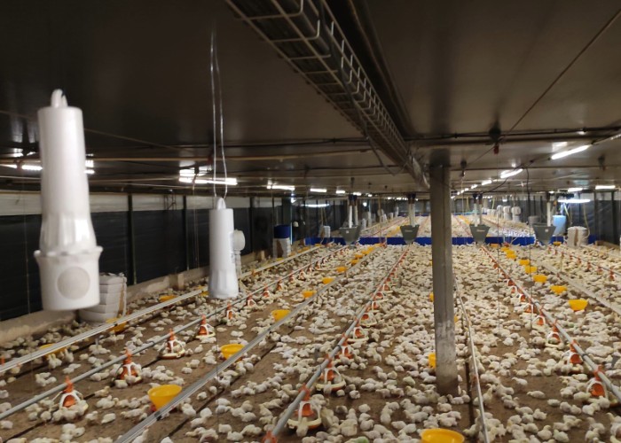 Aranet_GranjaPollo_2